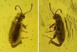 Fossil Beetle in Baltic Amber #197712-1